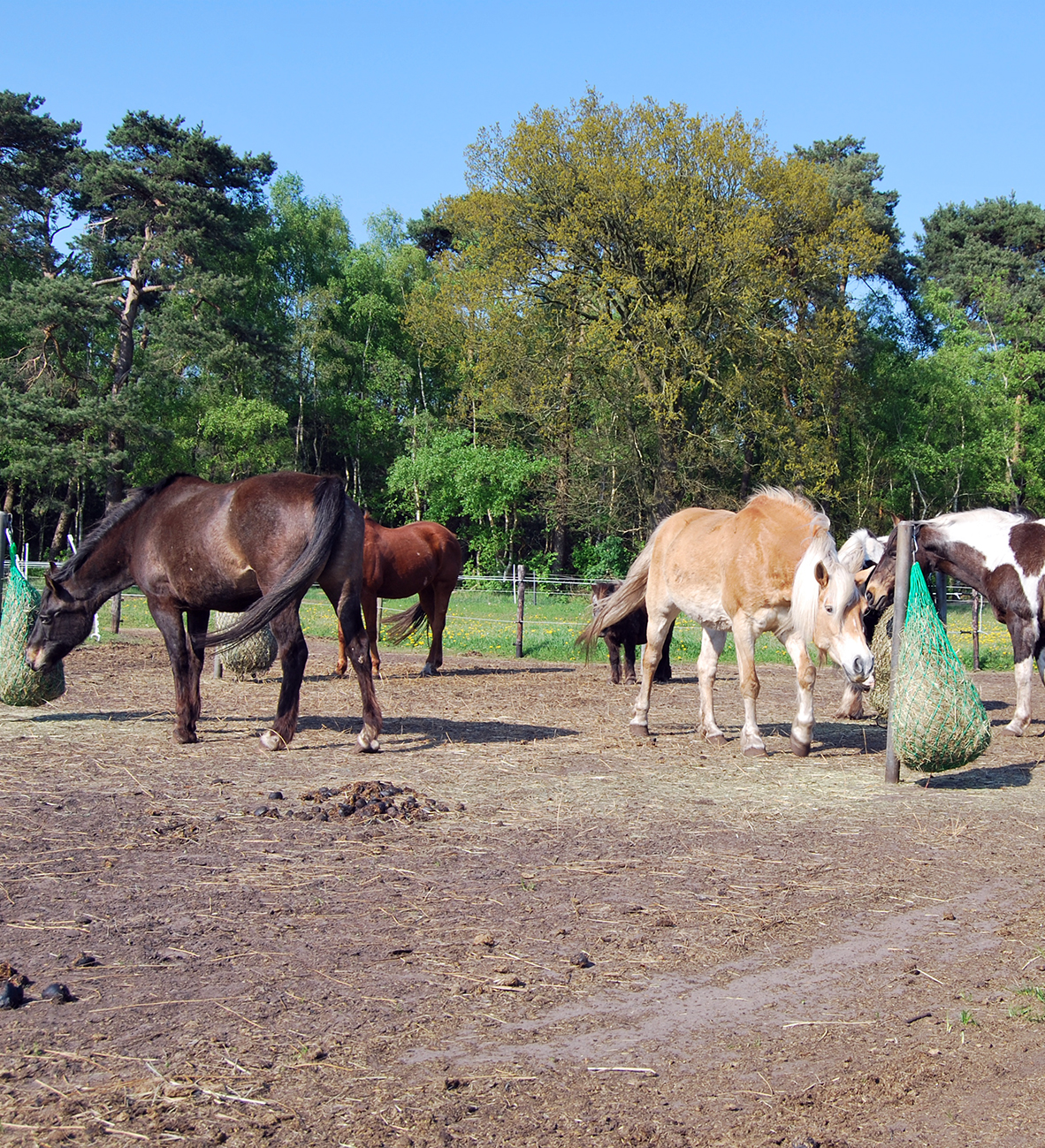 Paddock Paradise