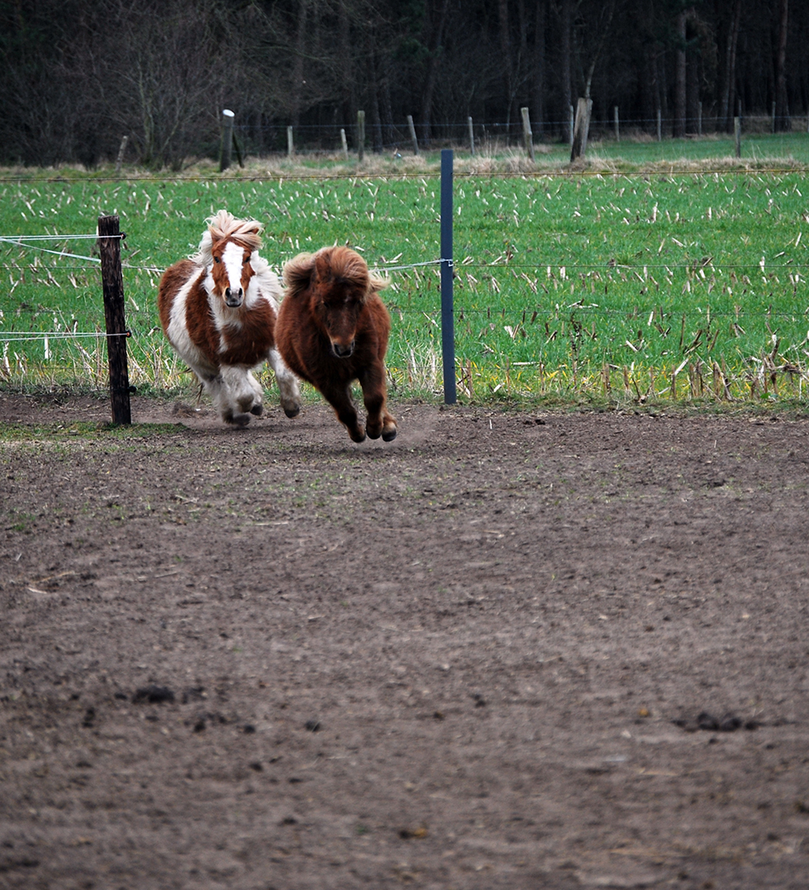 Paddock Paradise