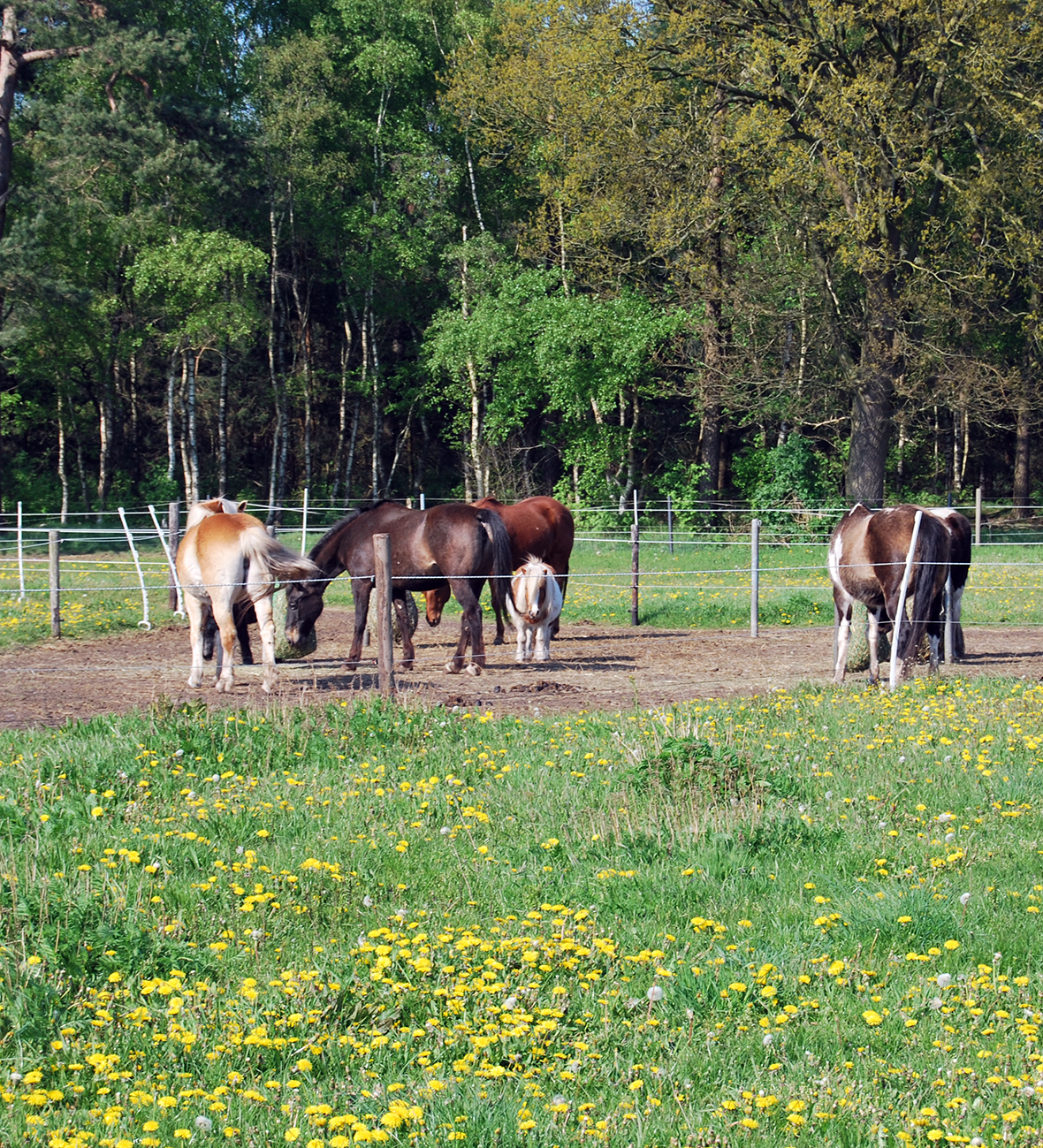 Paddock Paradise